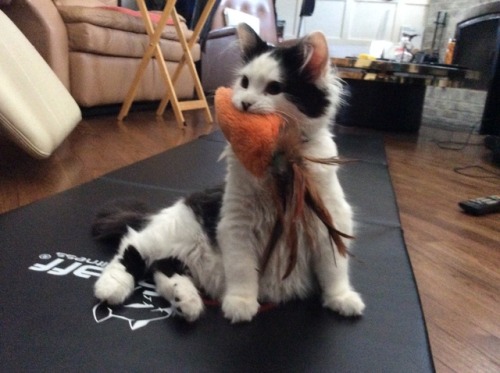 theoreocat: Oreo and his carrot