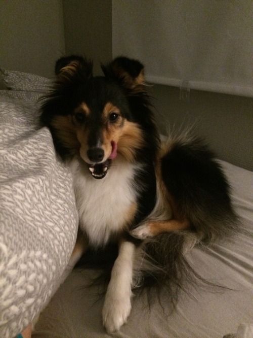 spartathesheltie:A study in shelp