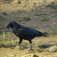 crowsofdreams