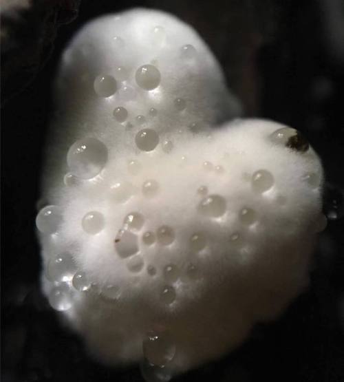 kochamchleb: fungus hearts