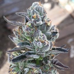 Weedporndaily:  Organic Greenhouse Cookies Ftw 🍪🖕� By @Str8Organics  Frosty