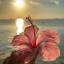 3hibiscus3