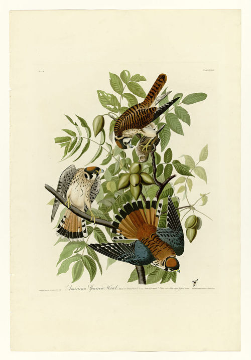 Plate 142 American Sparrow Hawk, John James Audubon