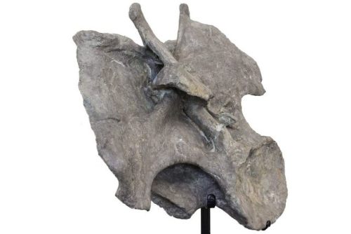 fossilera:This is an absolutely massive, cervical (neck) vertebra of an Apatosaurus collected last y