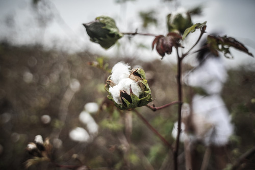 Cotton Fields Spread For Gigi