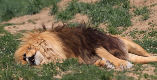 bigcatslions:  Hercules - is a rescued Lion that lives at the Wild Animal Sanctuary in Colorado, and like other lions there, he sometimes dreams of roaring while he is sleeping 