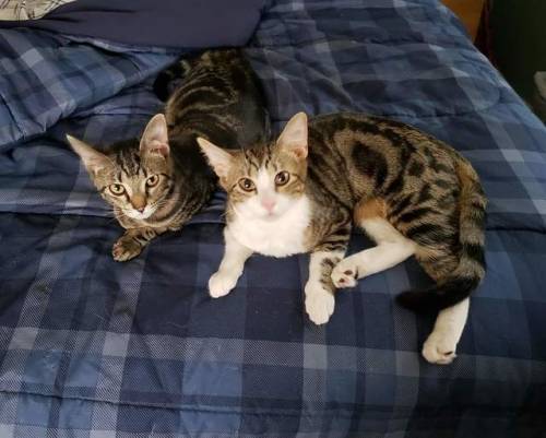 Astra and Sokki..our 7 month old brother and sister kittens (submitted by @wahillbilly)