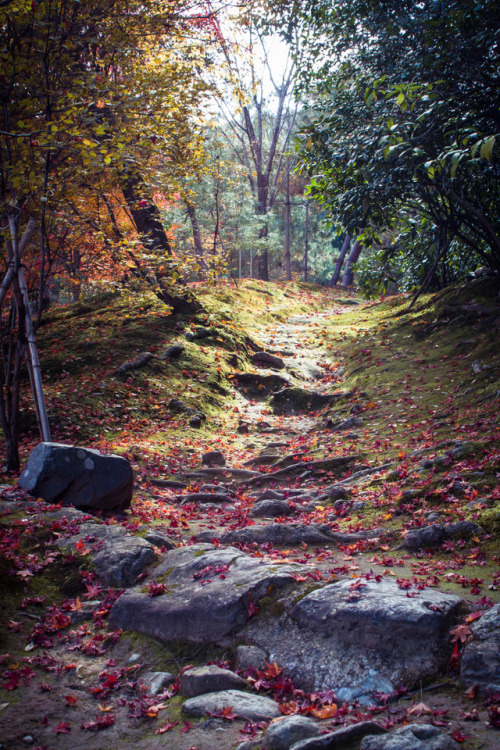 Tenryu-ji Path by  Julian Fisher