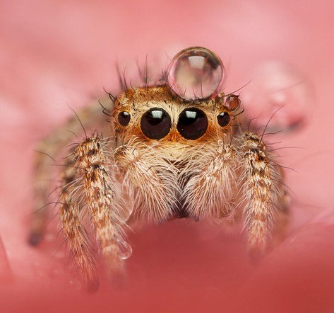 robotspider: When you are sad, just remember that jumping spiders sometimes wear water droplets as hats 