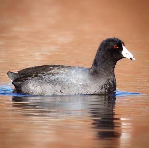 American Coot #americancoot #coot #marstonsmills #capecod #birds #birding #birdsofinstagram #birds_i