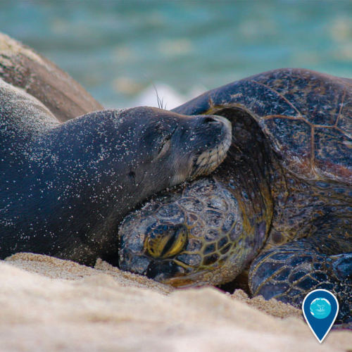 noaasanctuaries:  Happy Valentine’s Day from your National Marine Sanctuary System!  We hope you get