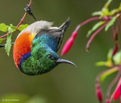 sehreh.canaryThe northern double-collared sunbird, or golden-winged sunbird, (Cinnyris reichenowi), 