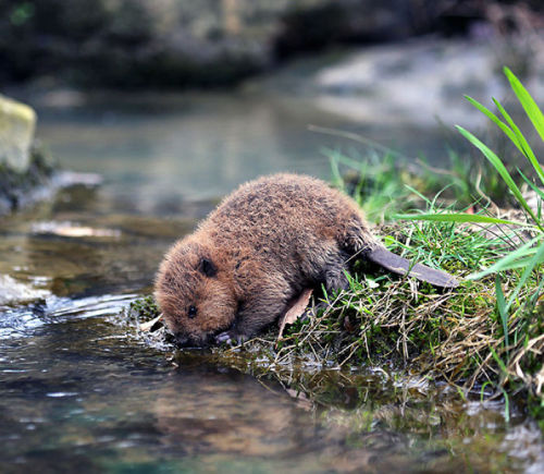 XXX sixpenceee:A thirsty little baby beaver! photo