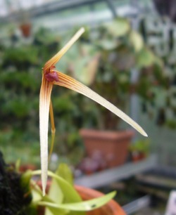 orchid-a-day:  Bulbophyllum cernuumSyn.: Diphyes cernua; Phyllorkis cernua; Bulbophyllum gibbilingueSeptember 28, 2017 