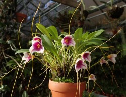 orchid-a-day: Masdevallia exquisita October 26, 2018  