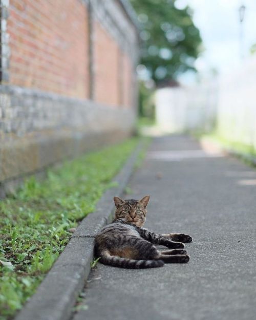 函館市船見町 外国人墓地 xpro2 xf 56mm f1.2 r #fujifilm#katt#кошка#ネコ#猫#cat#neko#ぬこ#ふわもこ部#micio#japan#ocicat#whi