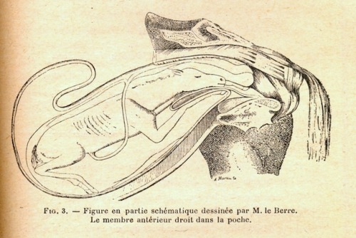 A foal in utero, from a veterinary thesis in our NYAM Collection. This illustration shows an unusual