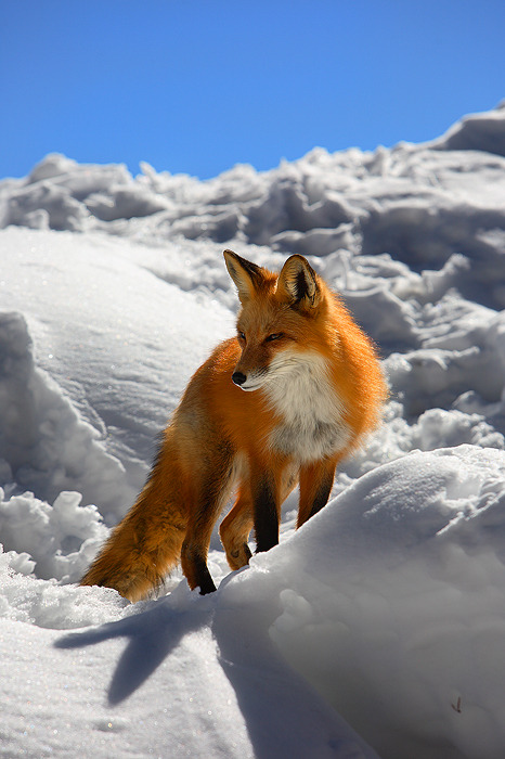 beautiful-wildlife:  Fire and Ice by Nate ZemanA red fox emerges from its snowy