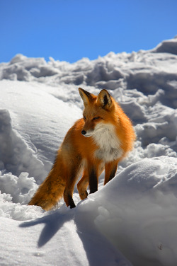 Beautiful-Wildlife:  Fire And Ice By Nate Zemana Red Fox Emerges From Its Snowy