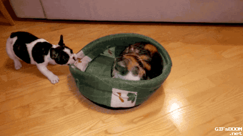 gifsboom:  French Bulldog Puppy Tries to Reclaim Bed From Cat. video 