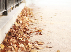 p0urtoujours:  ablazens:  129-365 El Otoño by conchita2010 on Flickr.   nature/vintage blog x  