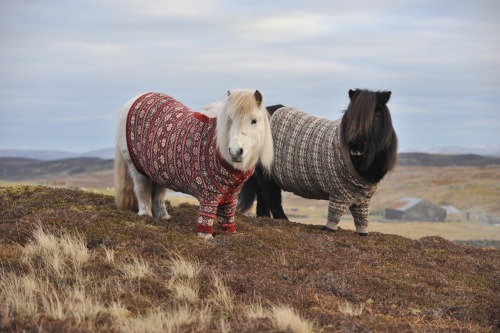 photos by rob mcdougall of shetland ponies, named fivla and vitamin, wearing cardigans knitted by do