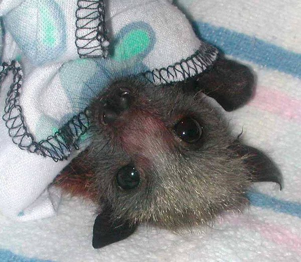gothic-culture:  Bats are the second-most speciose group of mammals, after rodents. The
