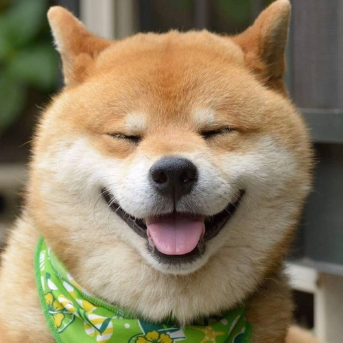 lesbianheart:Shiba for @rudelovin