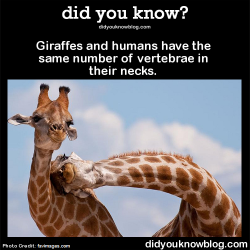 did-you-kno:  Giraffes and humans have the