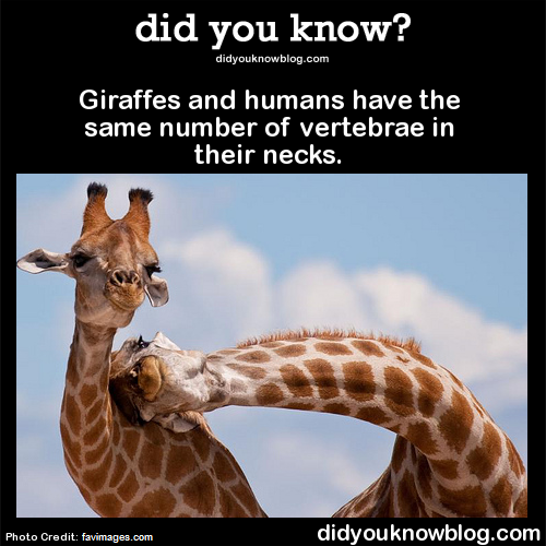 did-you-kno:  Giraffes and humans have the same number of vertebrae in their necks. Source