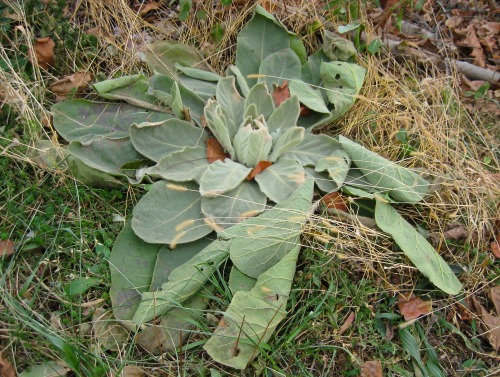 November mullein, a portrait.