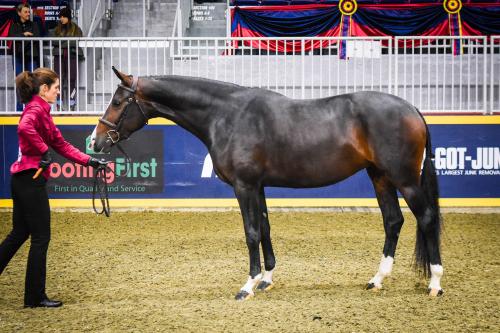 Porn photo canteringdreams:  Full Tilt2016 Hanoverian