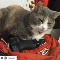 corsoconcealment:  This cat knows what’s up!  #Repost @sgocka with @repostapp. ・・・ Cosmoline the guard cat doesn’t have time for your shit. #guardcat #glock #glock43 #teamglock #9mm #pewpew #cat #catsofinstagram #meow #ospreypacks #tarantactical