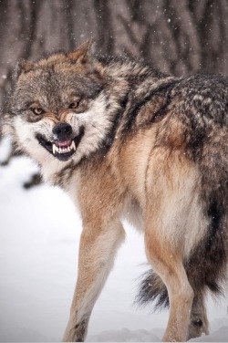 heaven-ly-mind:  Cheeeese!!! by Scott Denny on 500px 