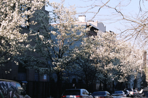 cassidymandel:Brooklyn. 2014. Portra 400.I miss this so much. capturedtracks.