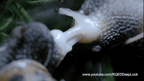 pbsdigitalstudios:Everything You Never Wanted to Know About Snail Sexfrom @kqedscience‘s Deep Look