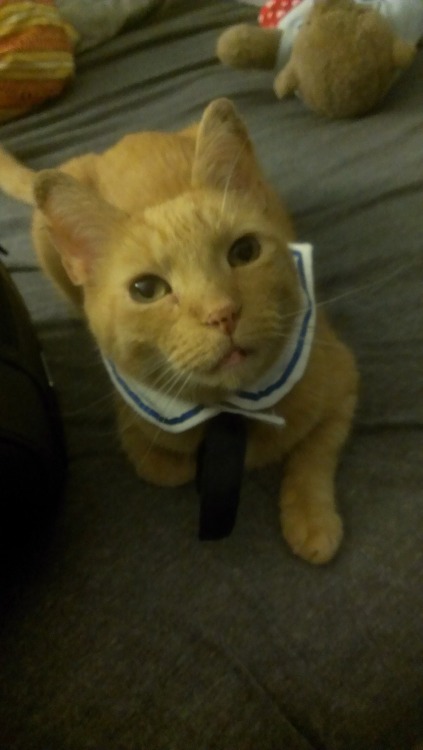 Mr. Sailor Cinnamon  (Submitted by iamguin)
