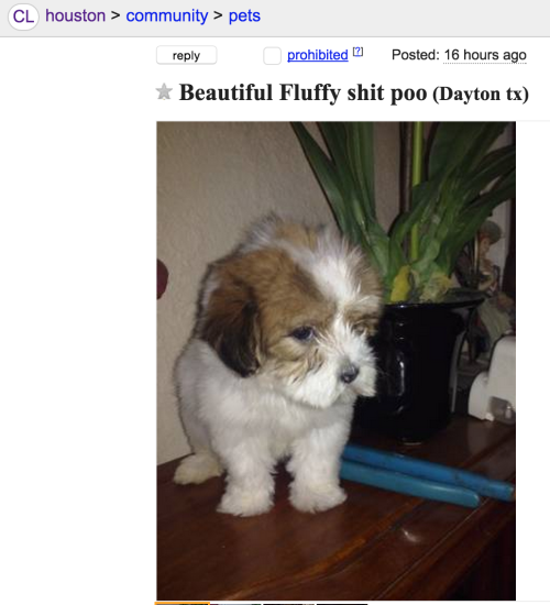 d0gbl0g:beautiful fluffy shit poo.