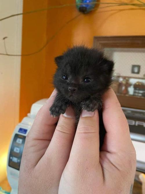 everythingfox:Tiny unit(via)