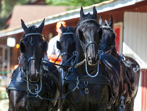 draftmare:  8 A team of draft horses being saddled up by Thomas Thompson on Flickr.