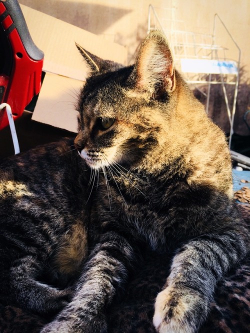 Princess Fancy is such a diva, she only sleeps on her cheetah print bed.