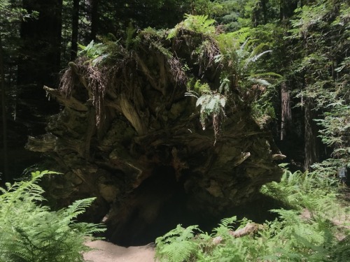 flora-file:Fallen Trees (by flora-file)Redwood Rootballs at Founder’s Grove, Humboldt