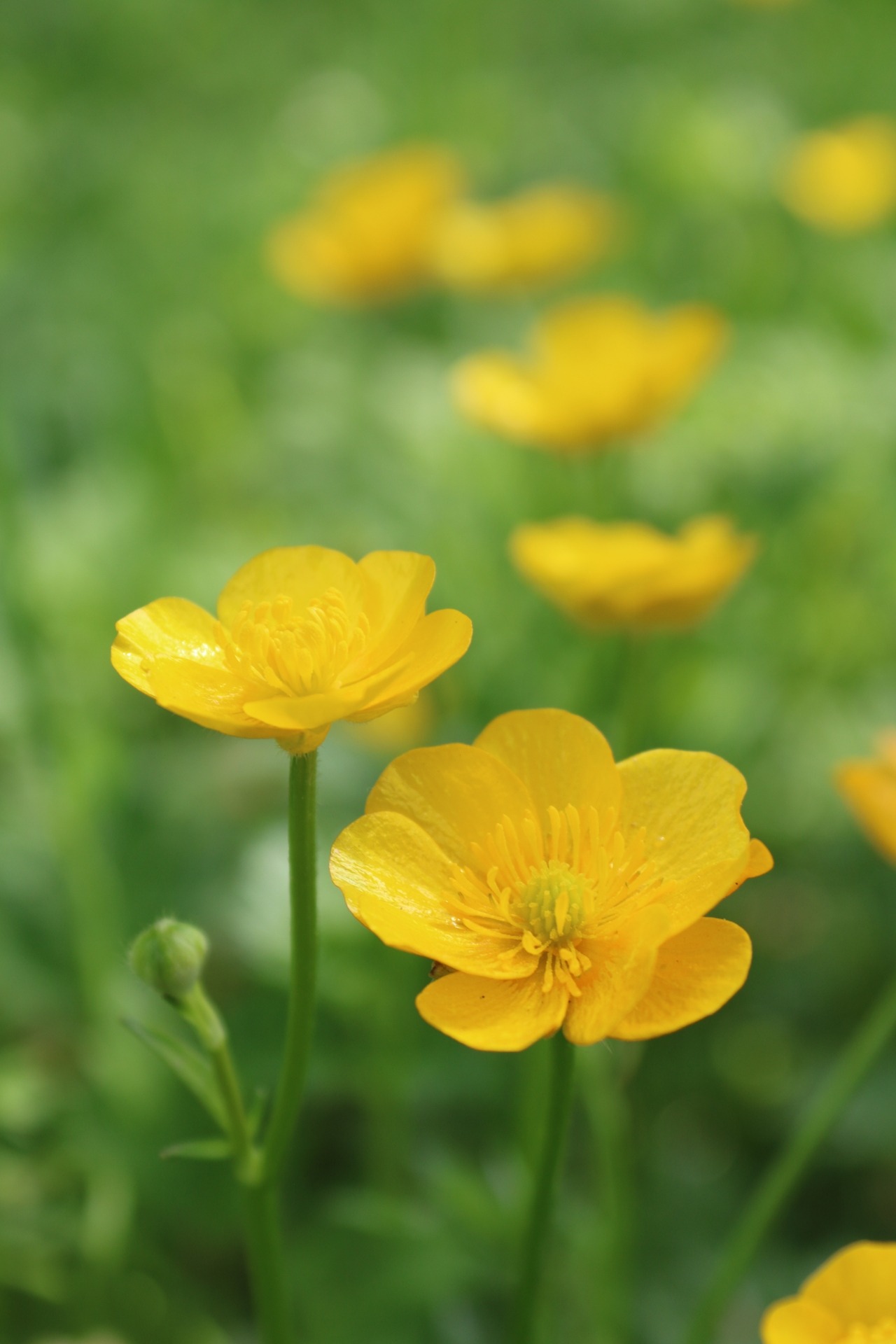 boschintegral-photo:  Buttercups 