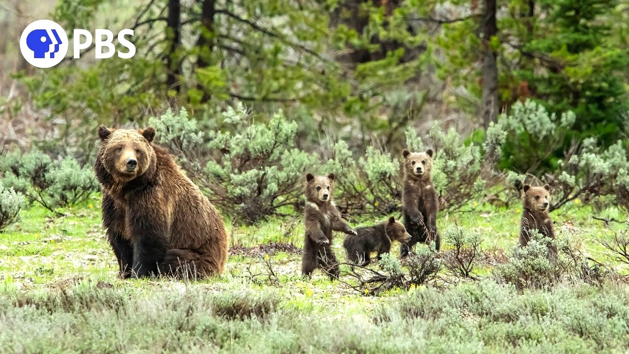 The Famous ‘Grizzly Bear 399’ in Grand Teton Park Emerges From Hibernation With Her Four New Cubs