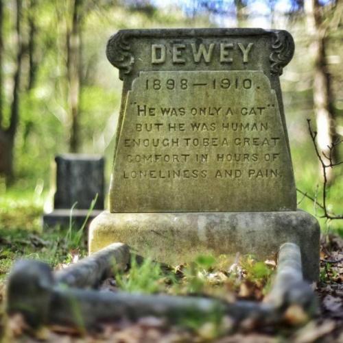 blondebrainpower:Dewey 1898 - 1910He was only a cat but he was human enough to be a great comfort in