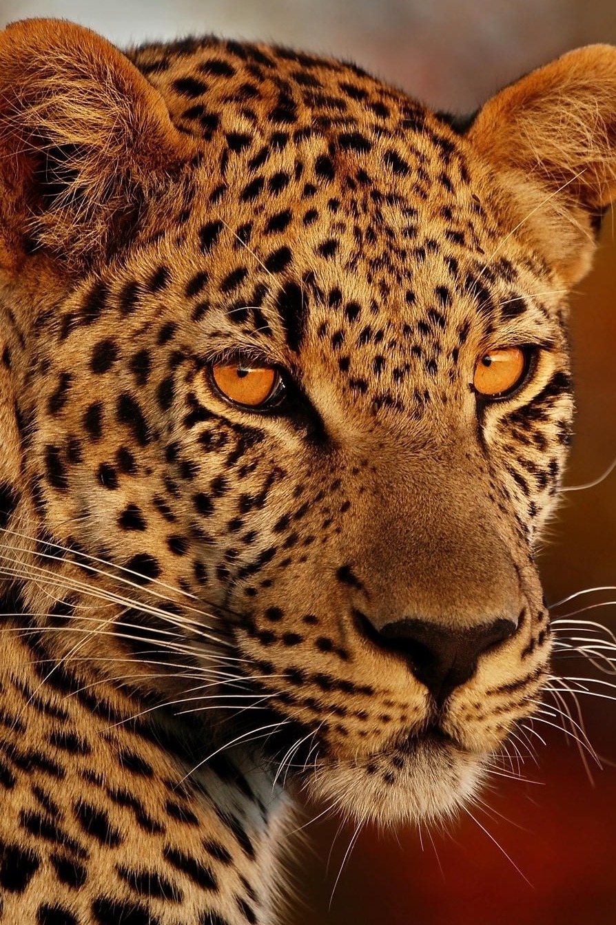 heaven-ly-mind:  Hypnotic by Rudi Hulshof on 500px