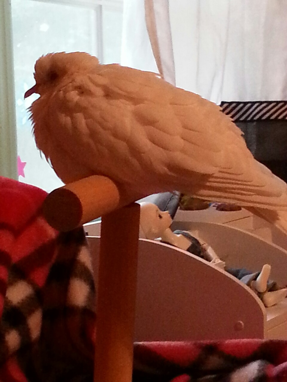 The majestic flufflebutt snoozes peacefully on its perch