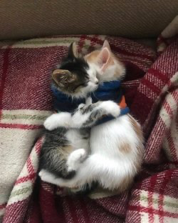 zhiyin:zhiyin:when cats hold each other >>>>>>>like this
