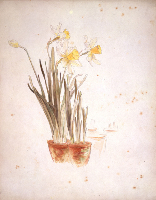 walzerjahrhundert:Beatrix Potter, daffodils, ca 1900 (?)