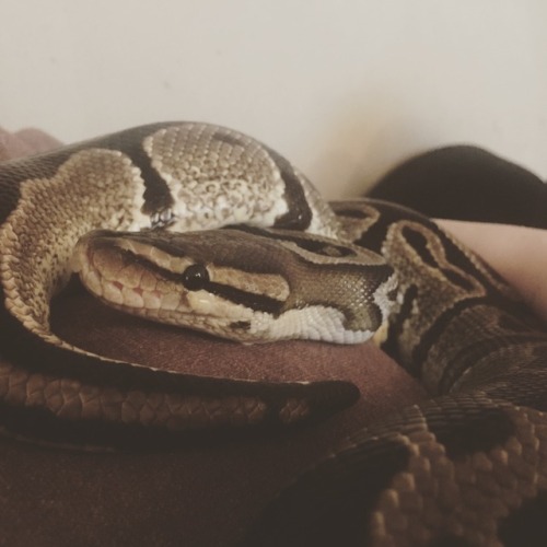 kryptodrakonprogenitor: The chilliest snuggle buddy.